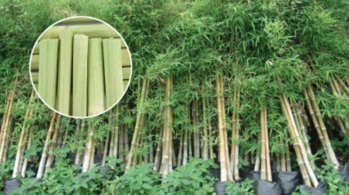 Sweet Bamboo