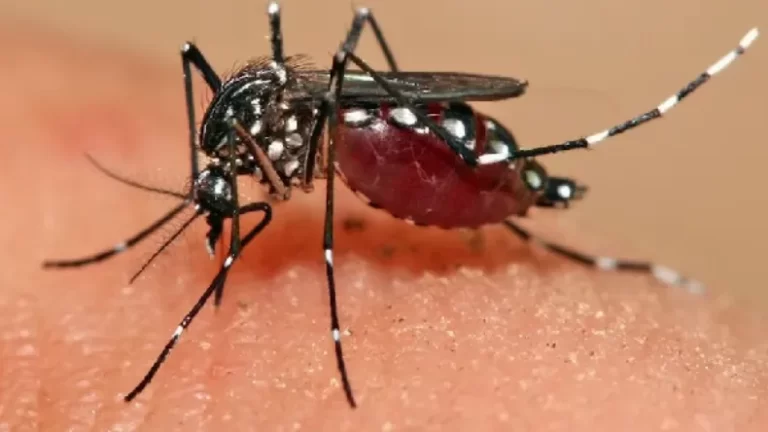 Dengue