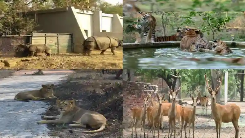 बिहार में स्थापित होंगे 2 और चिड़ियाघर, वन्यजीव संरक्षण को मिलेगा बढ़ावा