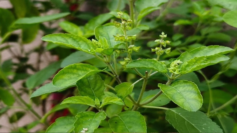 plants during Chaitra Navratri